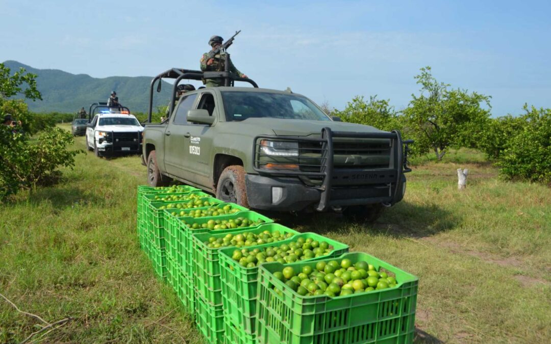 Ejército Mexicano realiza acciones para el combate de extorsiones al sector limonero en Región Apatzingán.