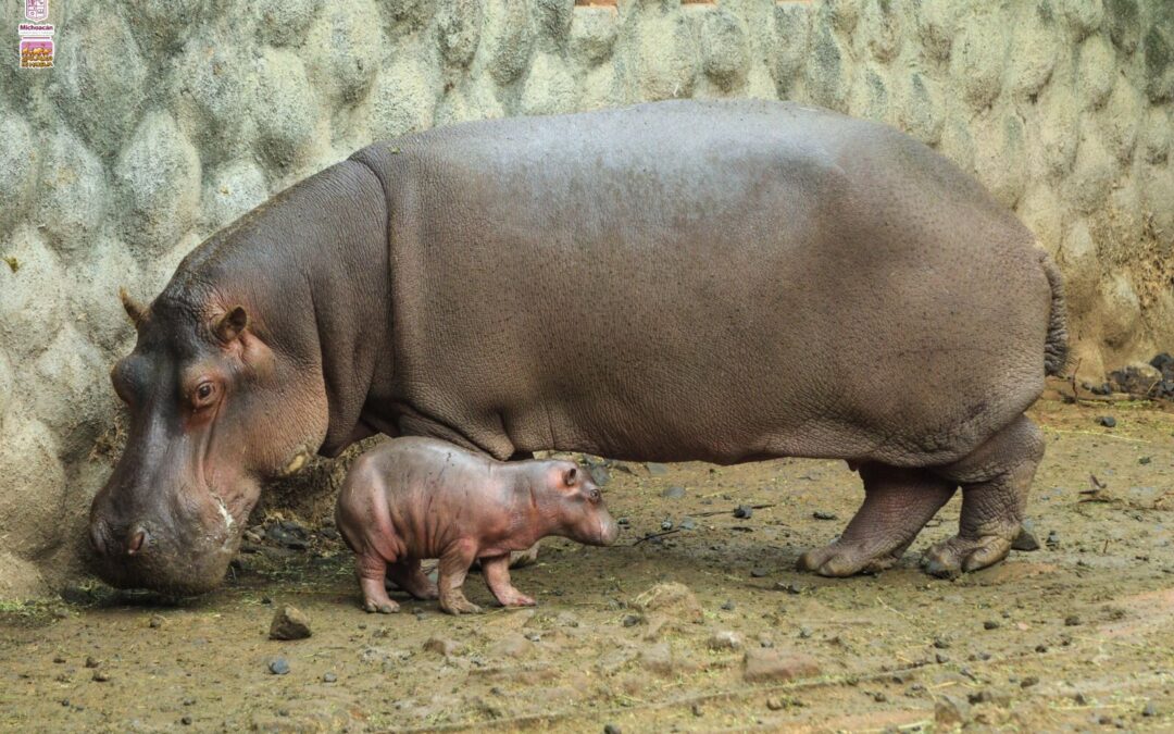 Nace hipopótamo del Nilo en el Zoo de Morelia