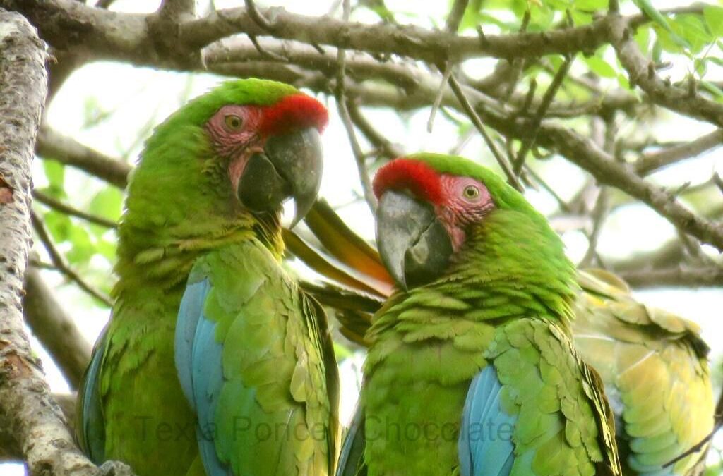 Del verde olivo al verde guacamaya; el espíritu de la conservación de un ave en peligro