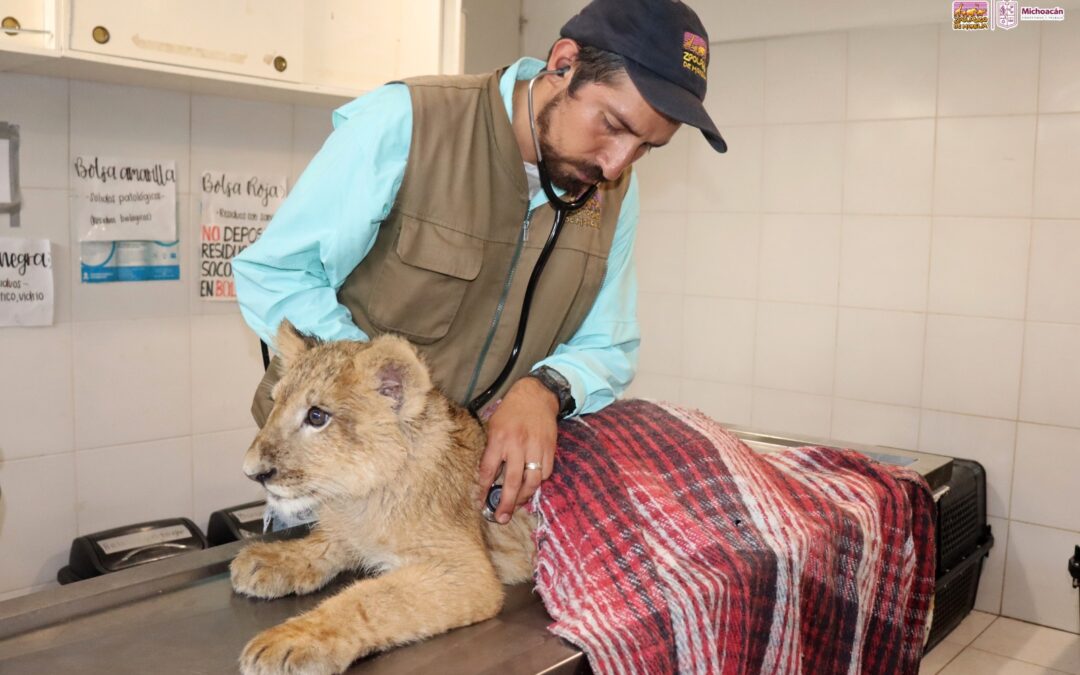 Cachorros felinos rescatados, son atendidos y vivirán en el zoológico de Morelia