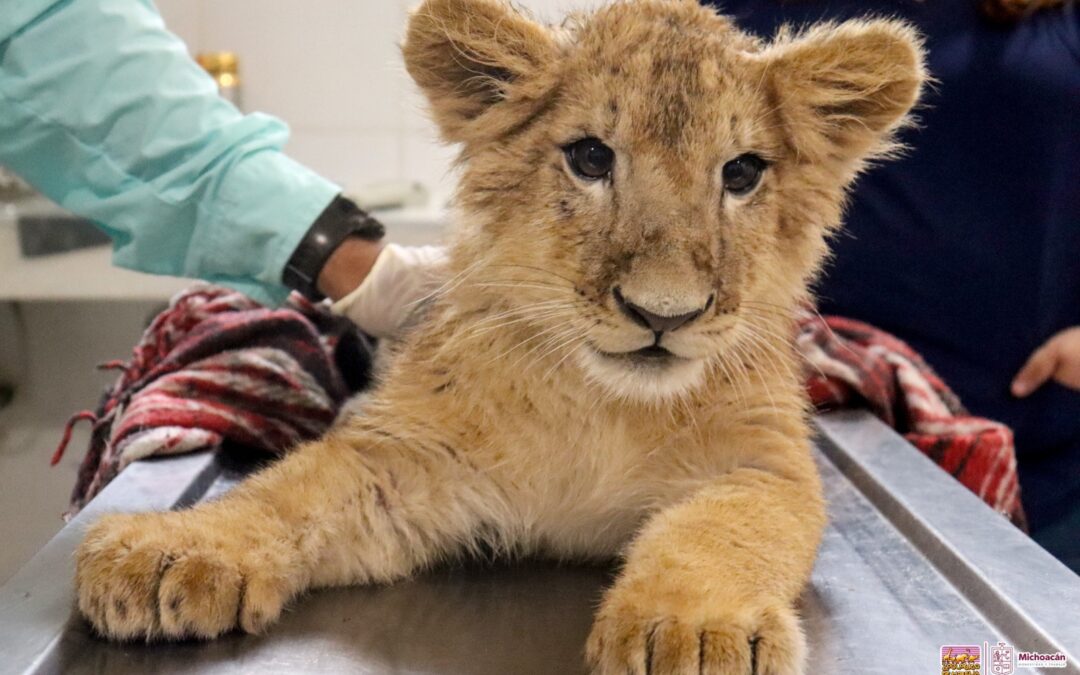 Conoce a las tiernas y salvajes crías de león y tigre en el Zoológico de Morelia