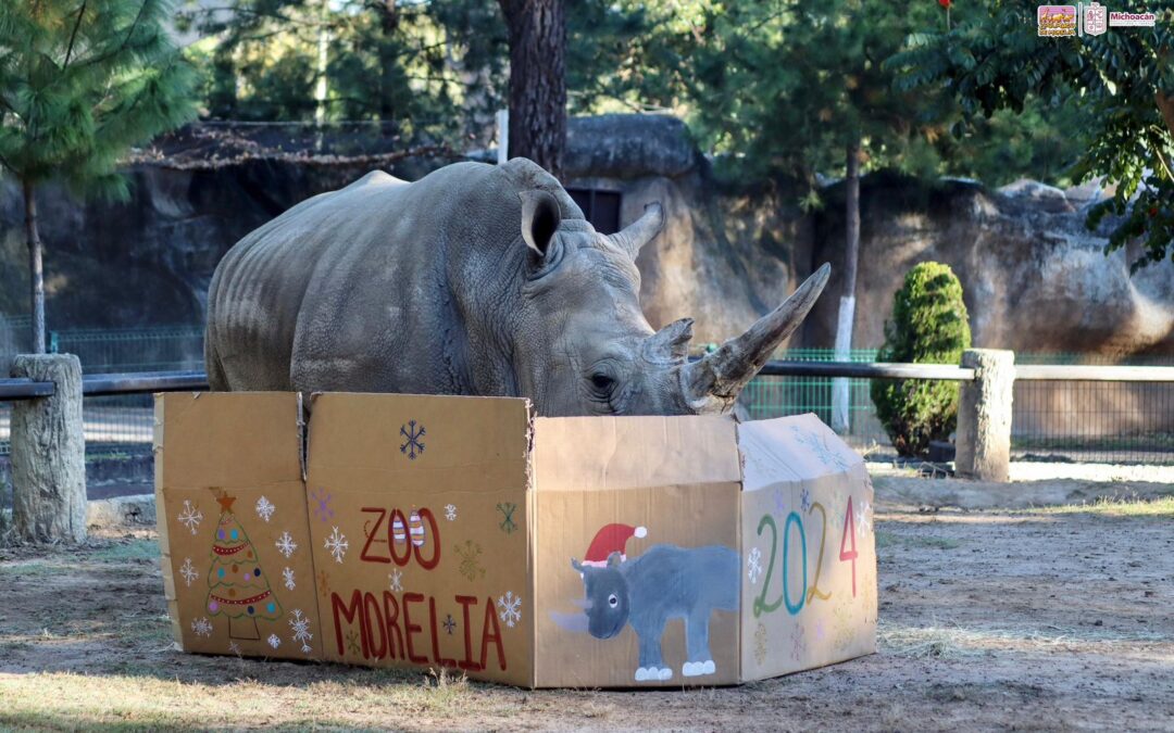 Dale, dale, dale!, habitantes del Zoo de Morelia reciben el 2024 con piñatas