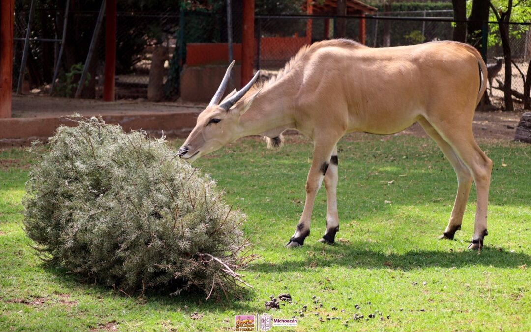 Inicia reciclaje de árboles de Navidad en el Zoológico de Morelia