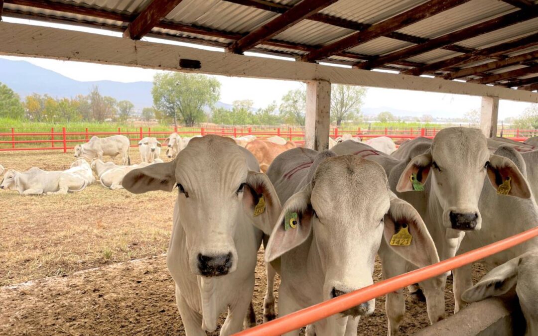 Inicia en Apatzingán revisión sanitaria de ganado bovino