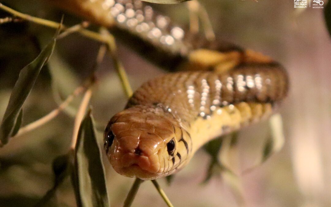 Venenosa y mortal; cobra bandeada, nueva integrante del Zoo de Morelia