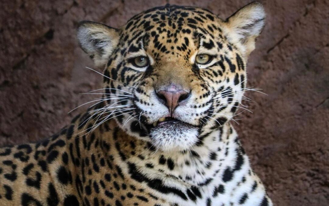 Pareja de jaguares llega al Zoo de Morelia con fines reproductivos