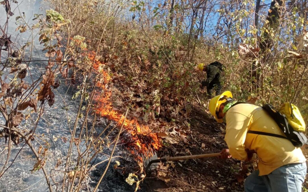 Atienden brigadas nuevo incendio forestal en cerro del Quinceo