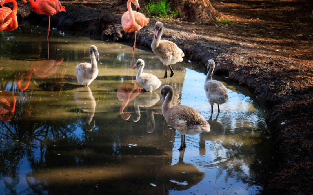 Eclipse solar “engaño” a animalitos del Zoo de Morelia