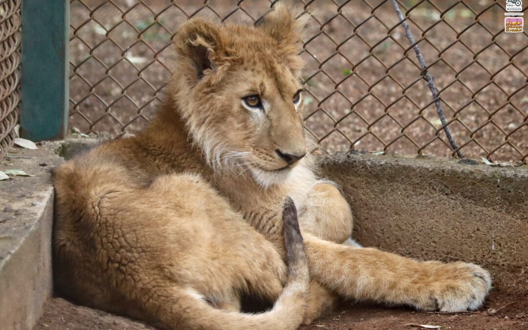 Guanacos y león africano del Zoo de Morelia continúan en observación