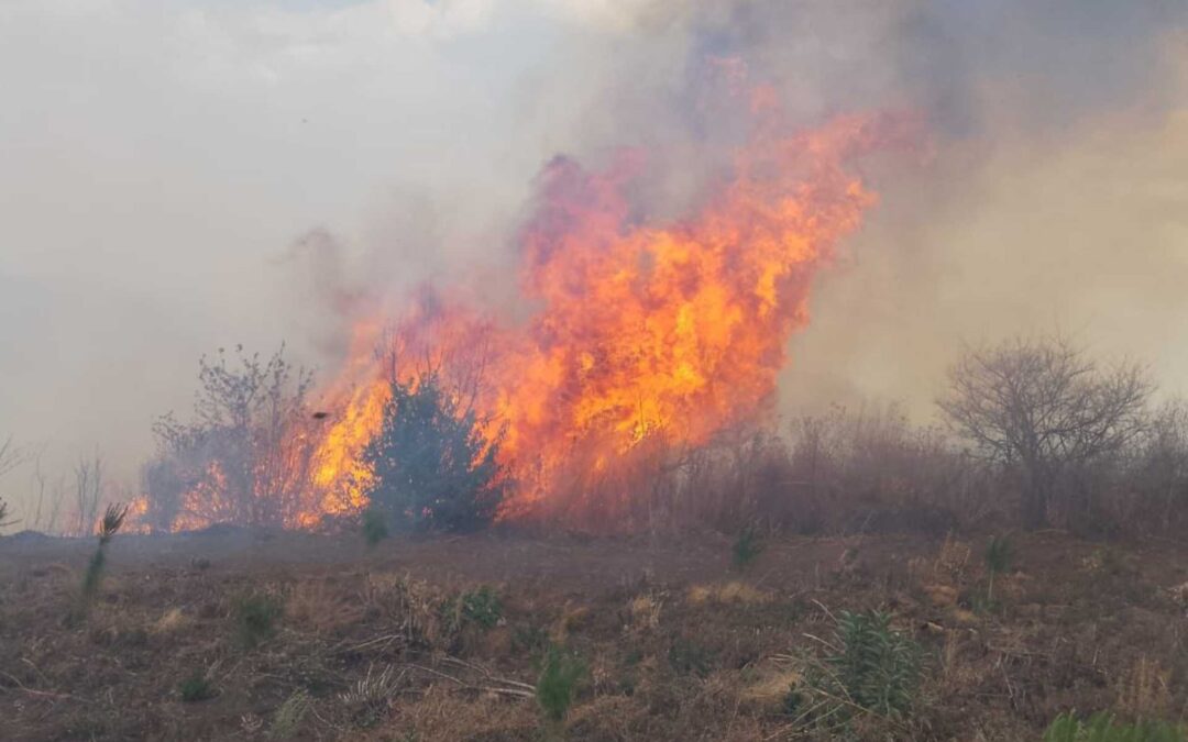 Controlado el incendio forestal registrado en Coalcomán: Cofom