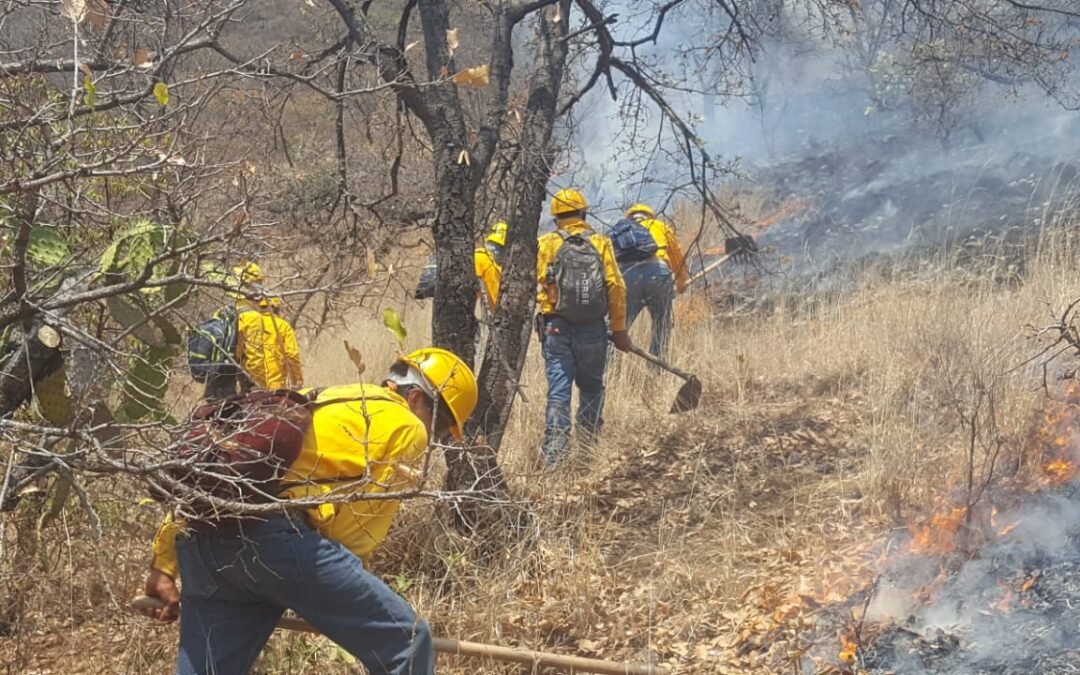 Controlado el incendio forestal registrado en Coalcomán: Cofom