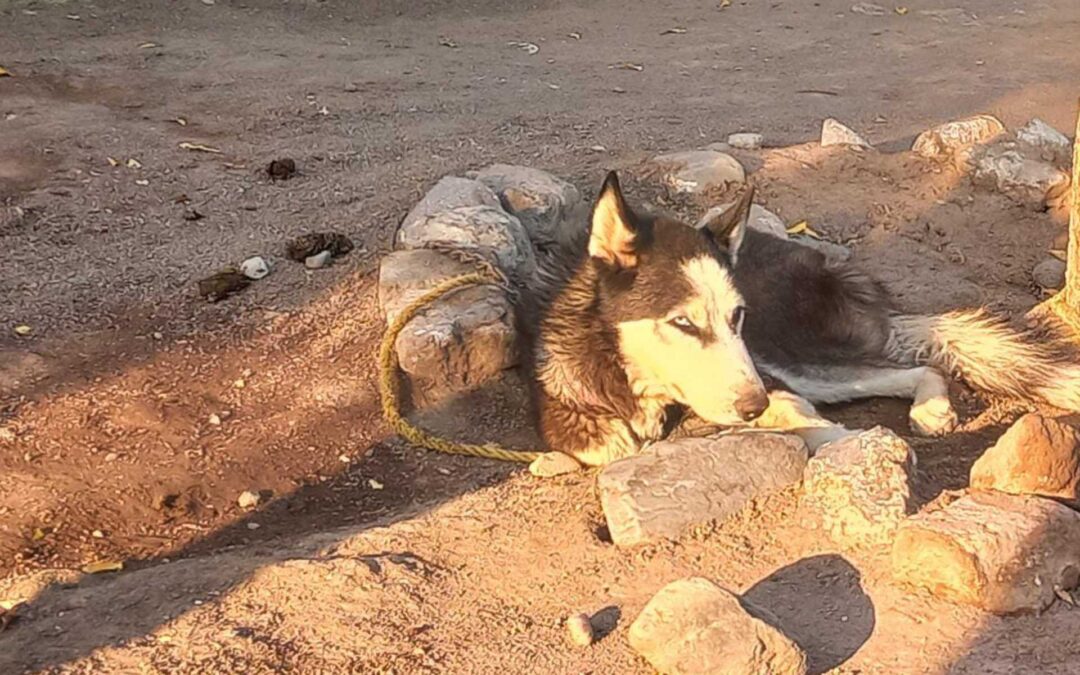 Con rescate y Rehabilitación de Husky, en Apatzingán se Promueve la denuncia por Maltrato Animal