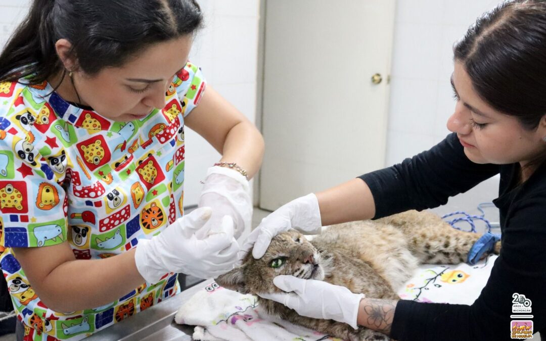 Recibe Zoo de Morelia un lince rojo rescatado por la Profepa