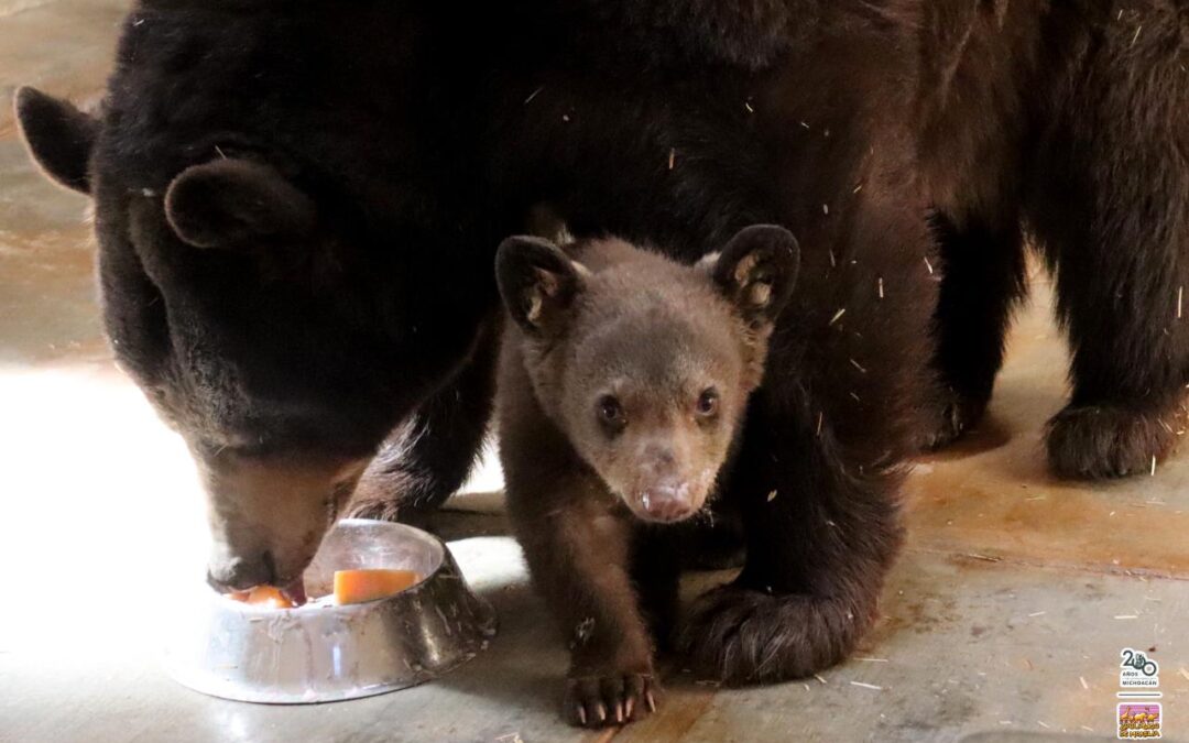 Nace tierna cría de oso negro en el Zoológico de Morelia