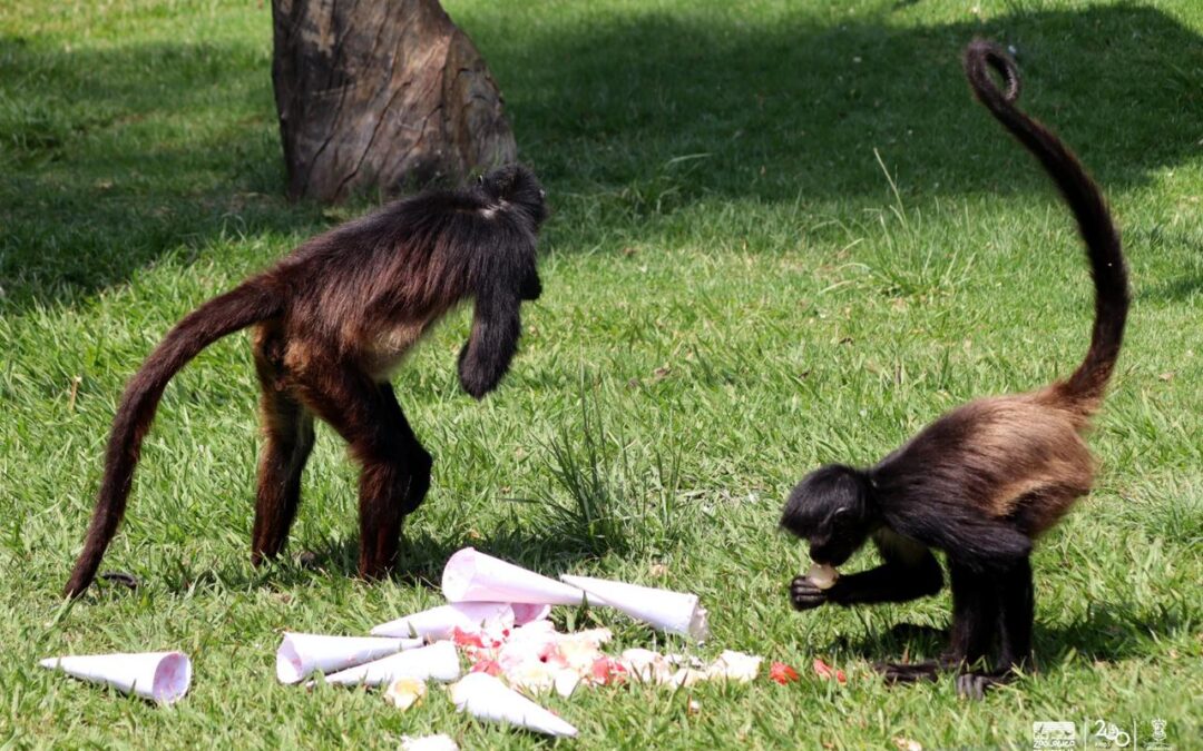 Zoo de Morelia refresca a monos araña con helados por onda de calor