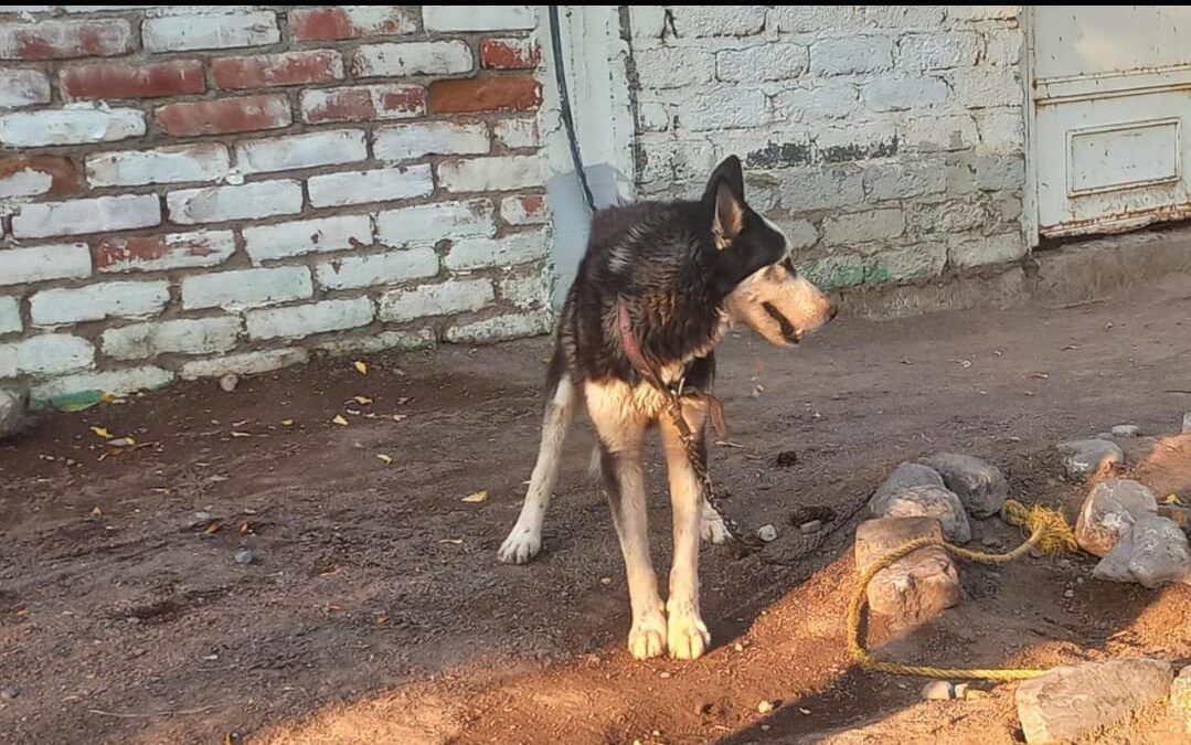 Rescata FGE a un ejemplar canino en condiciones de maltrato, en Apatzingán