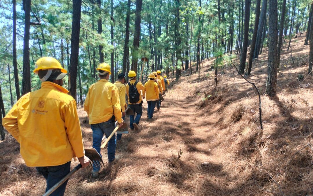 Controlado un 80 % incendio forestal en Hidalgo: Cofom