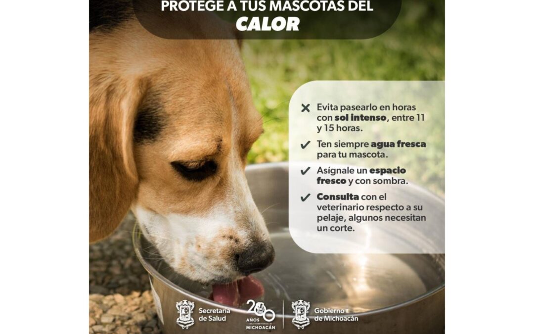 Identifica la deshidratación o golpes de calor en mascotas; la SSM te dice cómo