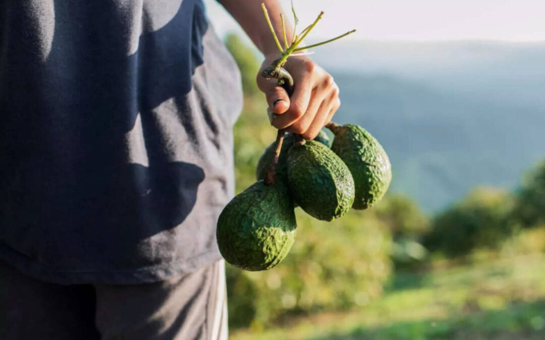 Certificación de aguacate, necesaria para distinguir a productores responsables: Secma