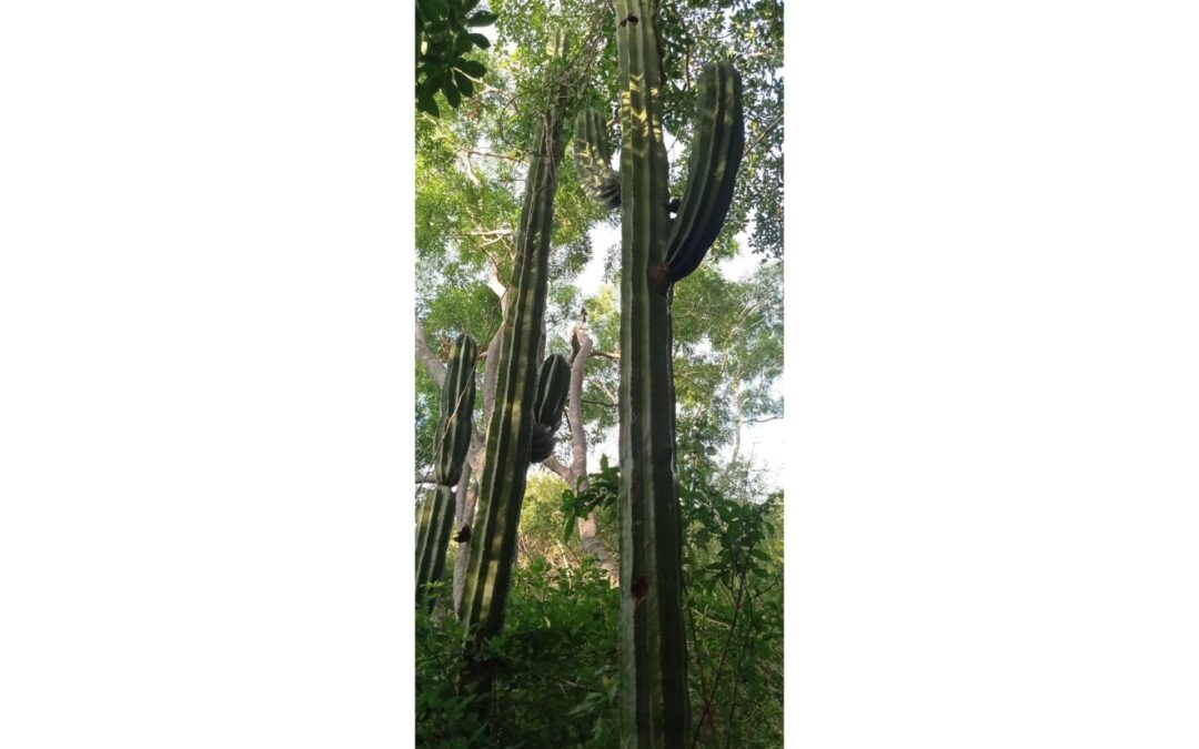 Michoacán protege más de 31 mil hectáreas de bosques tropicales secos