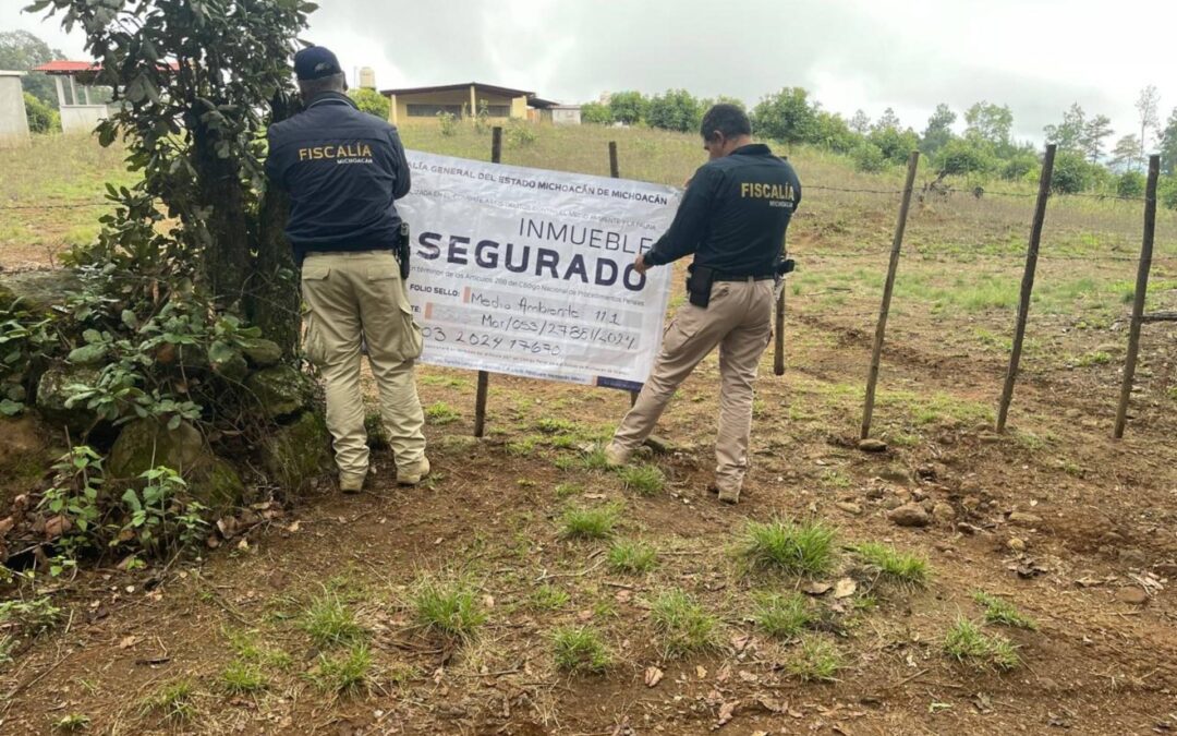 Por tala y plantación de aguacate, FGE asegura predio en Ajuno municipio de Pátzcuaro