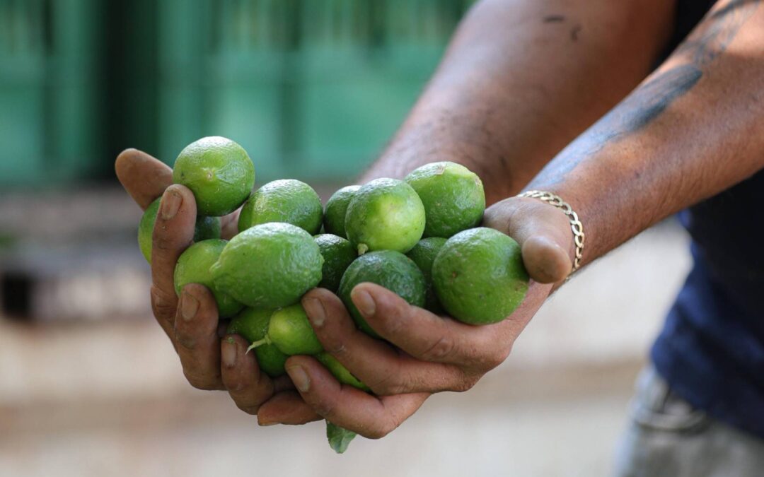 El kilo de limón, en 4 pesos en Tianguis Limonero de Apatzingán: Sedeco