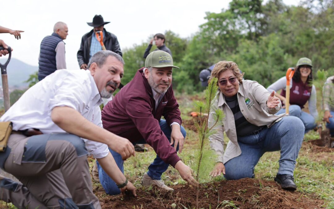 Más de 16 millones de árboles plantados en 2024