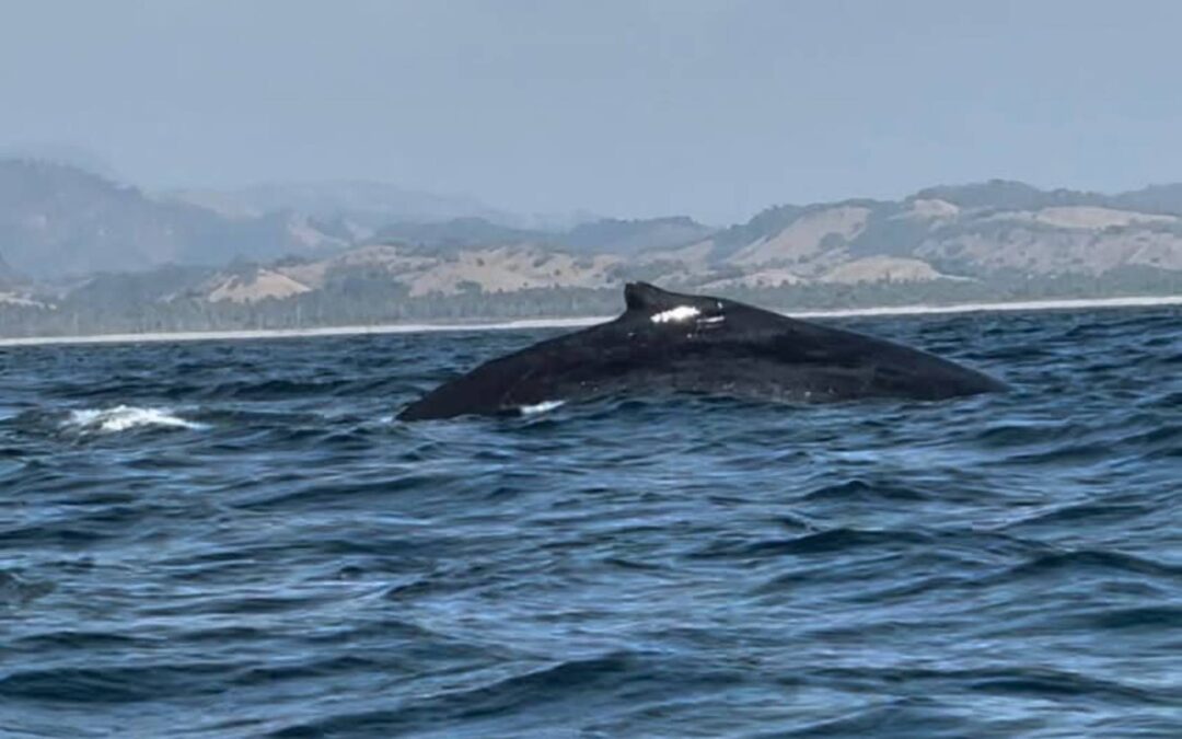 ¡Espectacular! Llegan ballenas a costas de Michoacán