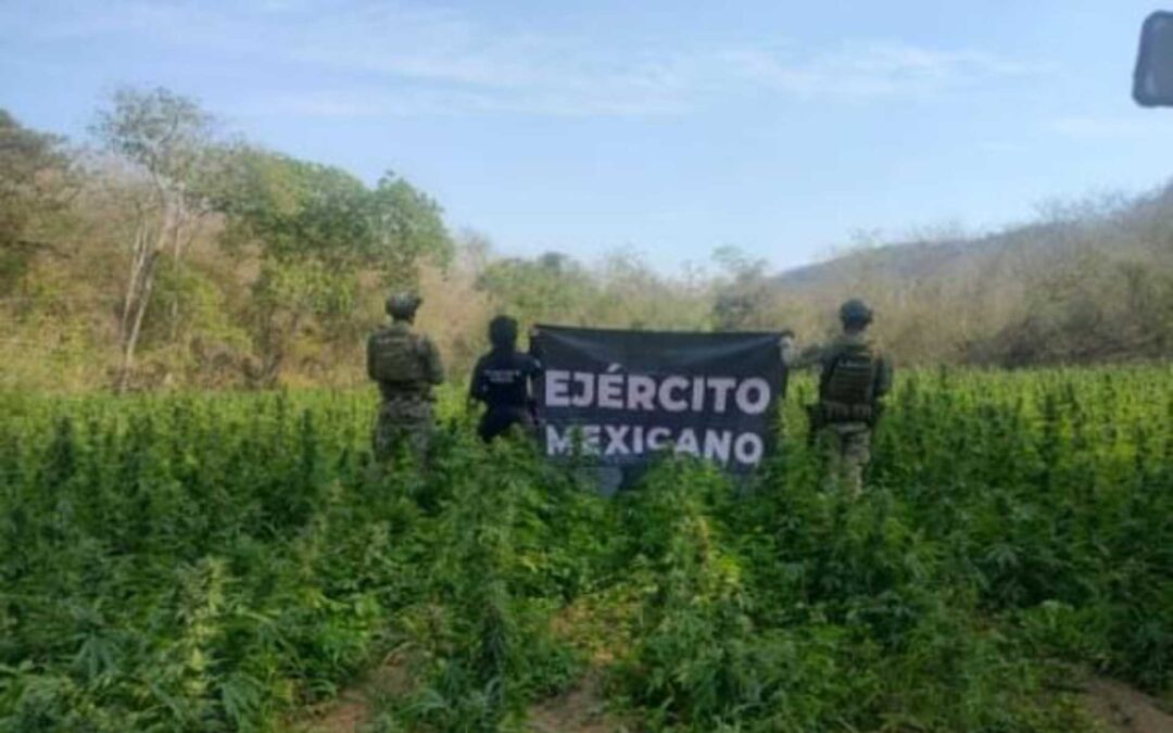 Agentes federales y estatal destruyen 30 mil plantas de mariguana en Arteaga