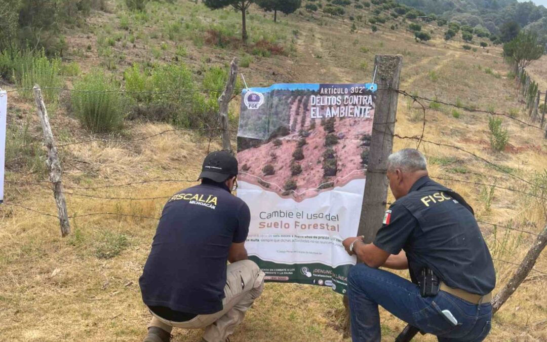 FGE cumplimenta cateo en predio relacionado en tala y cultivo ilegal de aguacate, Salvador Escalante