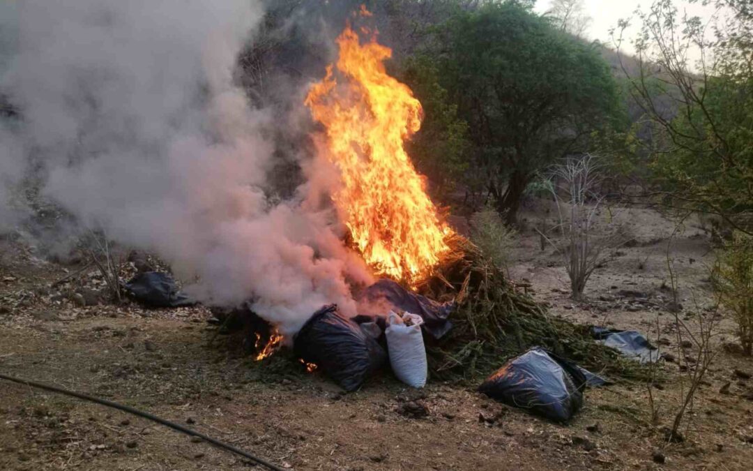 Ejército Mexicano asegura 100 kilogramos de mariguana en Aguililla