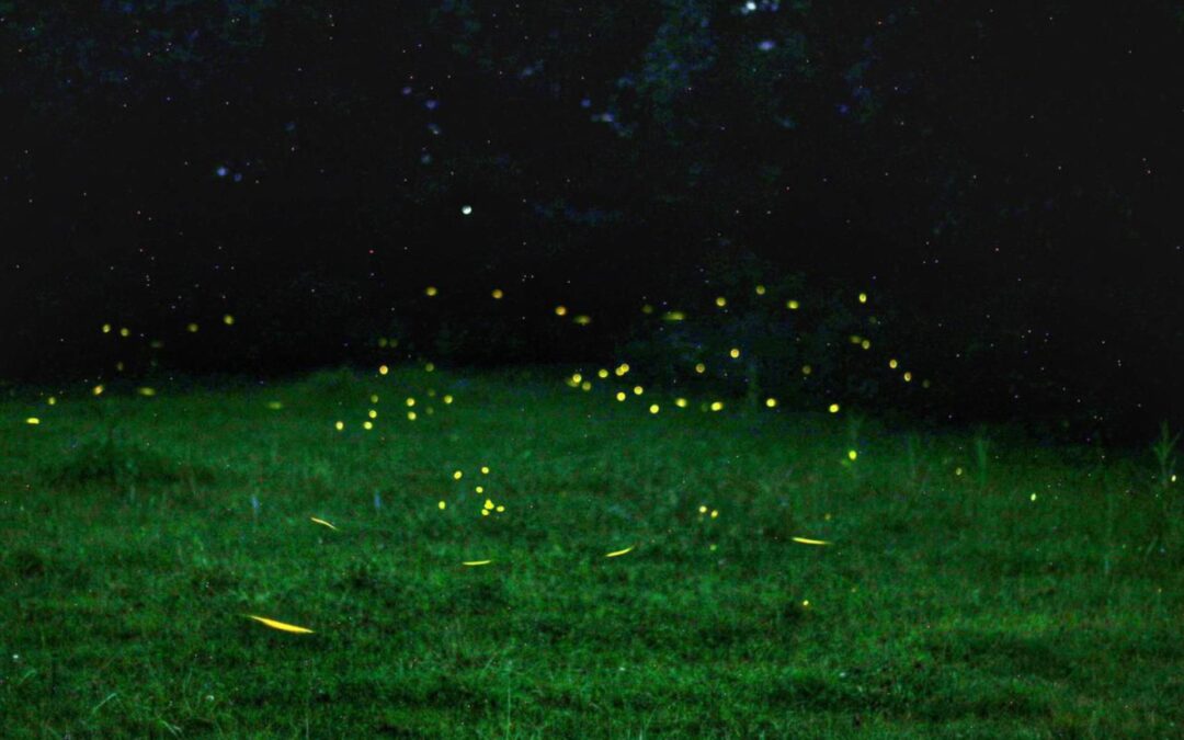 Disfruta la magia de las luciérnagas este verano en Michoacán: Sectur