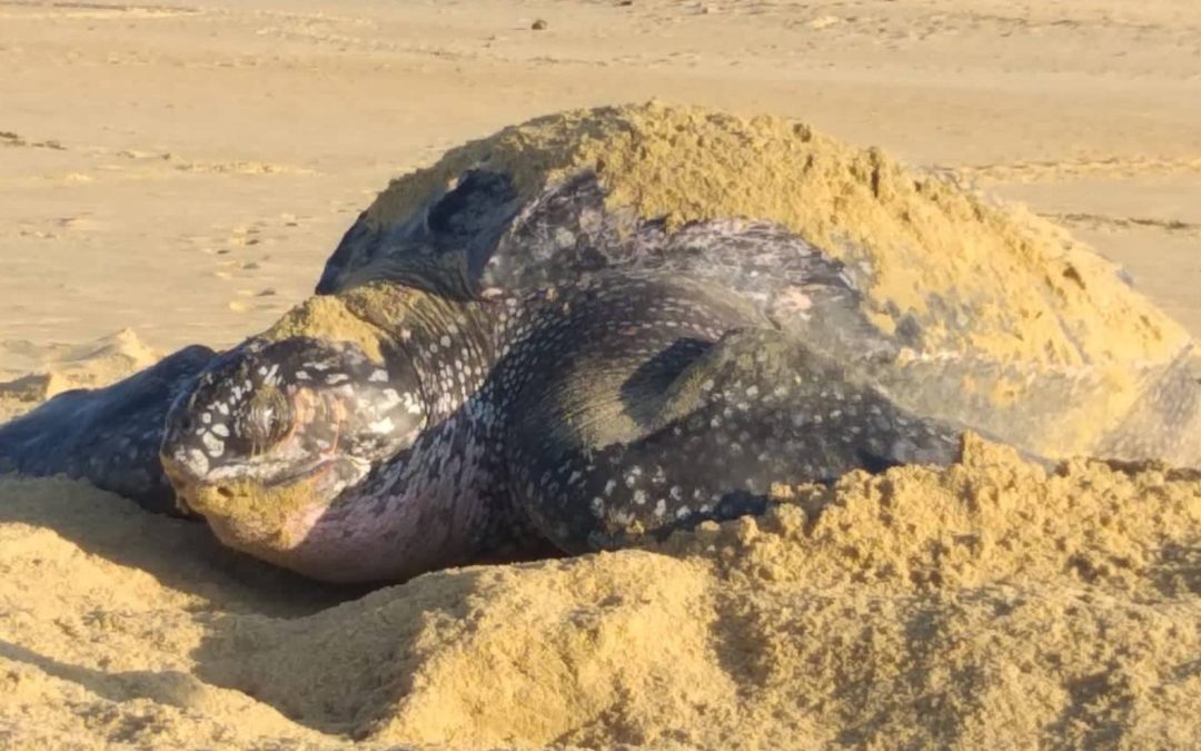 Comienzan arribazones masivas de tortugas marinas en Michoacán: Compesca