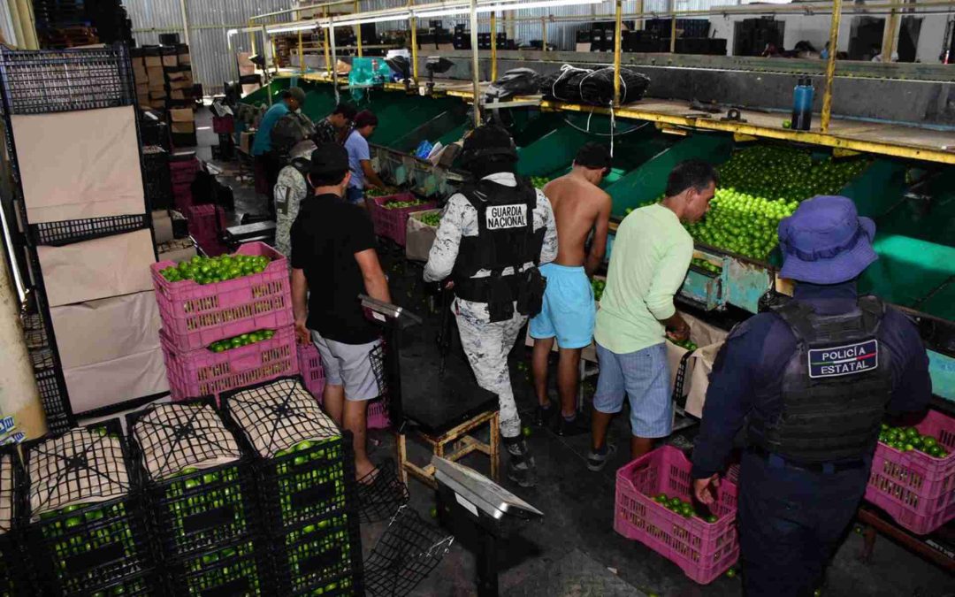 Refuerzan la seguridad en empacadoras de limón en Apatzingán con la Operación “Paricutín”