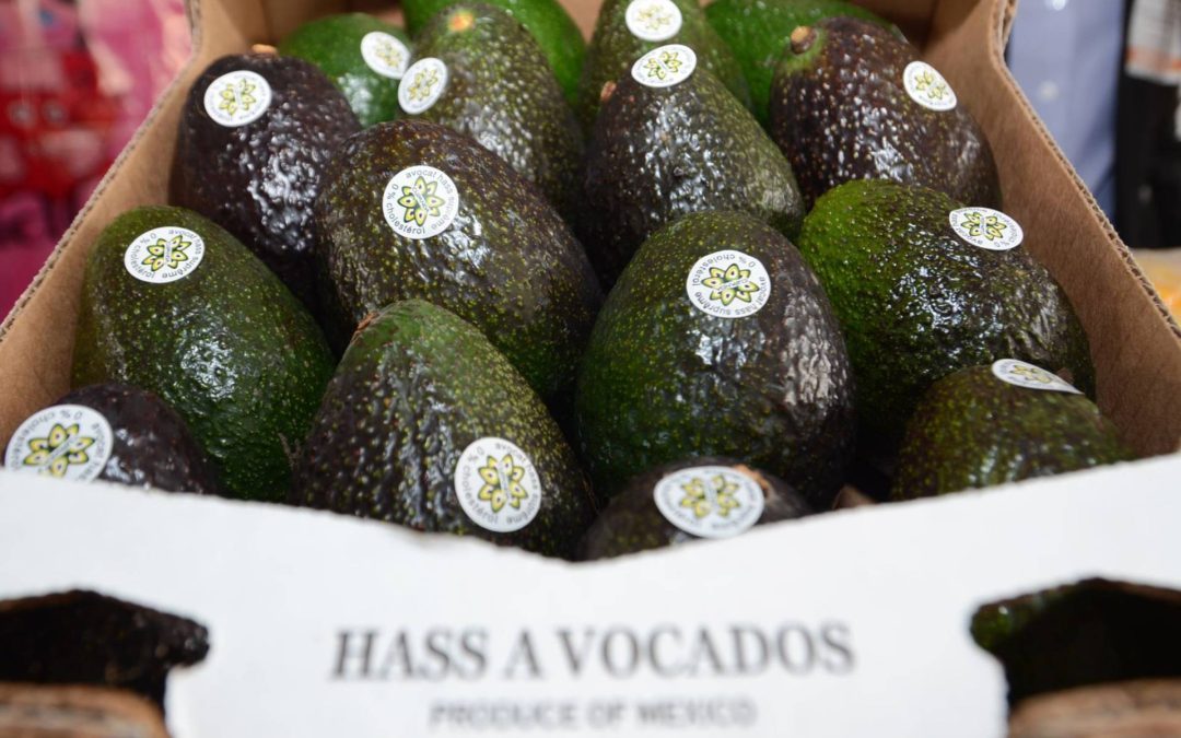Michoacán avanza hacia la Indicación Geográfica del Aguacate para 2026: Sedeco