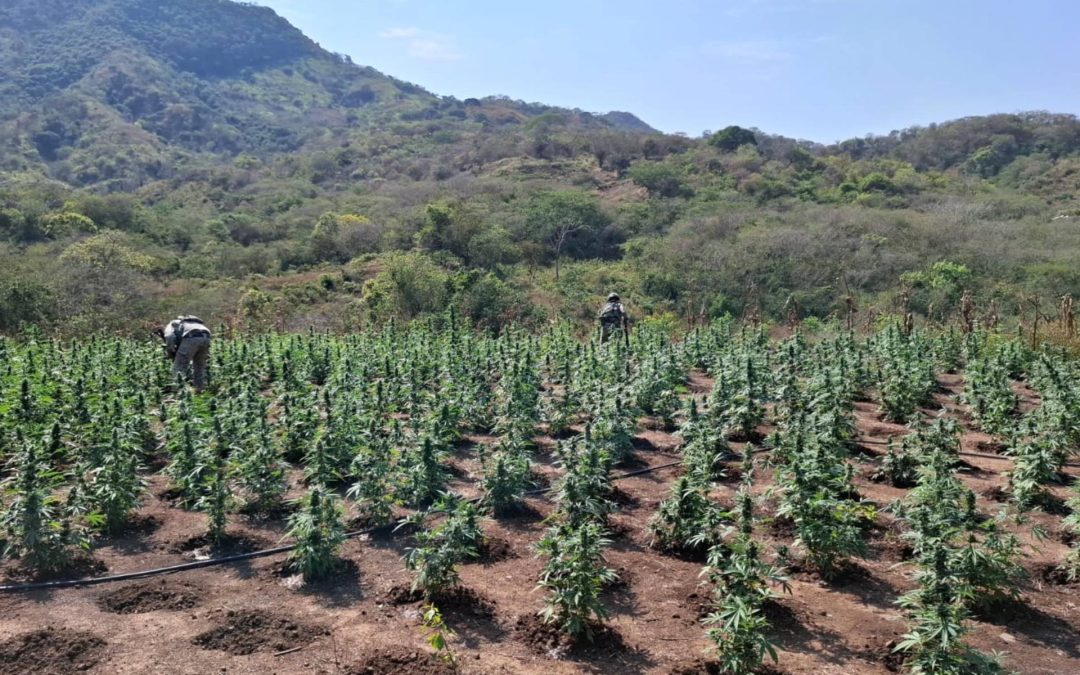 SEDENA y Guardia Nacional aseguran plantío, vehículos y artefactos explosivos en distintos puntos de Apatzingán